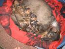 C-LITTER_PUPPY_SLEEPING