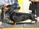 AMBRA_IN_FIRST_DOGSHOW